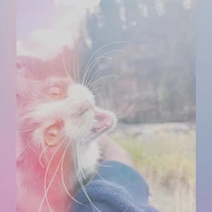 Meet your Posher, İris